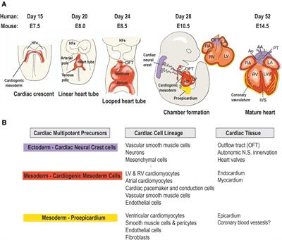 Anticancer drugs and cardiotoxicity: the role of cardiomyocyte and non-cardiomyocyte cells